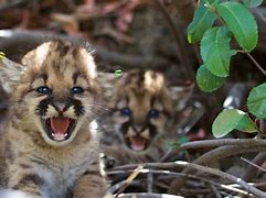 Image result for Mountain Lion Kittens