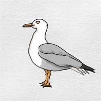 Image result for How to Draw a Seagull