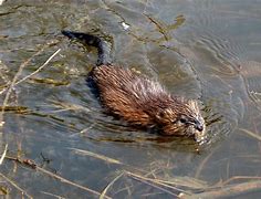 Image result for Show Me a Picture of a Muskrat