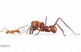 Image result for Atta Cephalotes Major