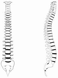 Image result for Drawing of Spine