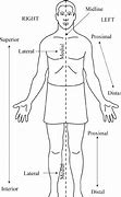 Image result for Anatomical Position Blank Diagram