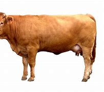 Image result for Cow JPEG