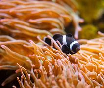 Image result for Clownfish Eyes