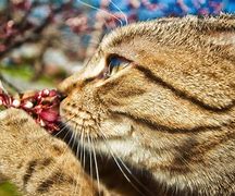 Image result for Spring Cat Screensavers