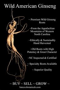 Image result for Ginseng Man Root