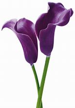 Image result for Purple Lily Flower Clip Art