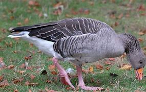 Image result for Greylag Goose Egg Roll