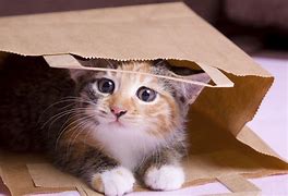 Image result for Silly Cat in Box