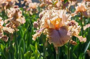 Image result for Bearded Iris by Name