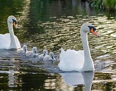 Image result for Unusual Swans