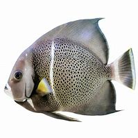 Image result for Black Angelfish Saltwater