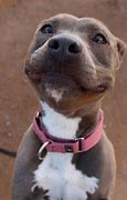 Image result for Smiling Dog without Chair