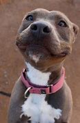 Image result for Smiling Dog No Chair