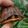 Image result for Baby Box Turtle Habitat