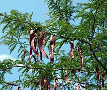 Image result for African Bean Tree