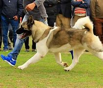 Image result for Akita AKC