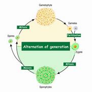 Image result for A Diploid Sporophyte