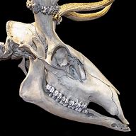 Image result for Deer Skull Profile