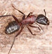 Image result for Beown Ants