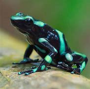 Image result for Orange and Black Poison Dart Frog