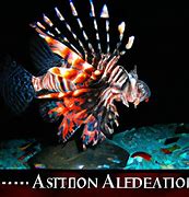 Image result for Saltwater Lionfish