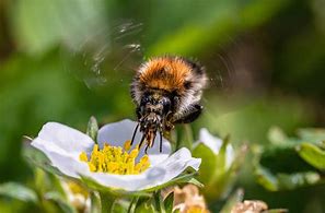 Image result for Migratory Beekeeping