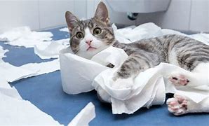 Image result for Cat Using Toliet