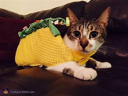 Image result for Taco Cat Costume