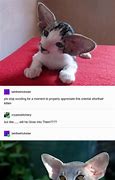 Image result for Goblin Cat Breed