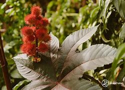 Image result for Castor Bean Leaf