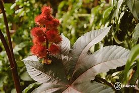 Image result for Golden Autumn Castor Bean Plant Picture