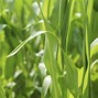 Image result for Corn Field Mural