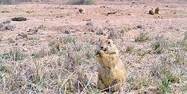 Image result for Prairie Dog Field