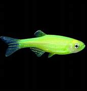 Image result for Green Zebra Fish