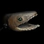 Image result for Scary Sea Creatures