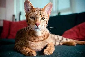 Image result for Gato Ashera