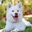 Image result for White Puffy Doggo