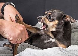 Image result for Dogs That Bite