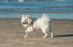 Image result for Korean Yellow Spitz