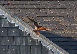 Image result for Kestrel in Tree Top