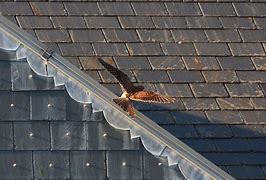 Image result for Kestrel in Tree Top