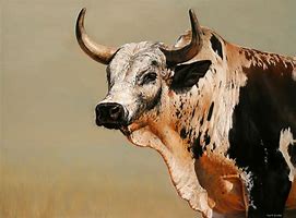 Image result for Nguni Bull Pictures