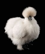 Image result for Gray Silkie Chicken