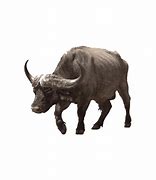 Image result for Buffalo Head Nickel PNG