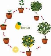 Image result for Lemon Tree Stem