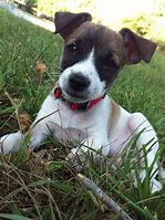 Image result for Rat Terrier Pups