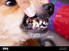 Image result for Dog Tooth Tartar