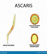 Image result for Ascaris Larvae