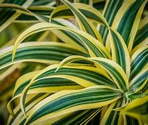 Image result for Variegated Dracaena Plant